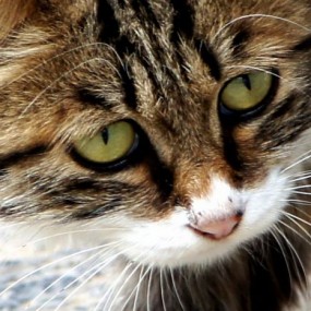大脸猫