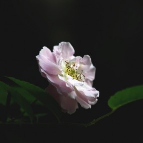 蔷薇花