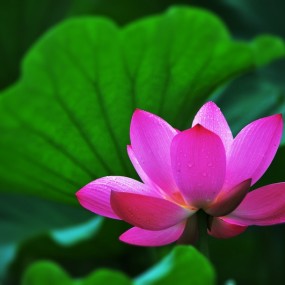 荷