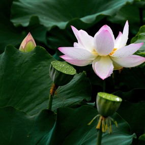 众星捧月