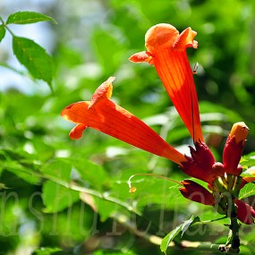 花画