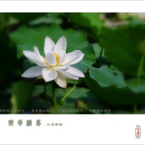 荷花