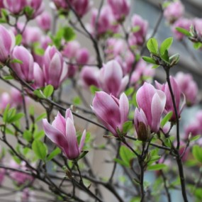 一组花片