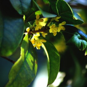 桂花