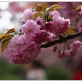 【樱花时节】