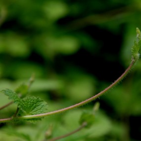 秦岭山的植物