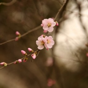 试拍桃花