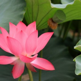 也拍莲花！