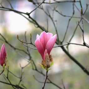 玉兰花