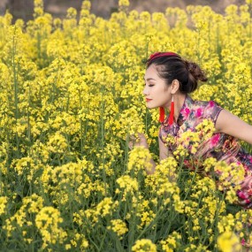 油菜花