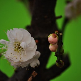 腊梅喜迎春