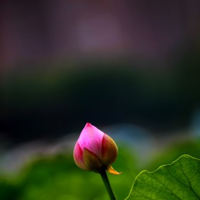 夏荷