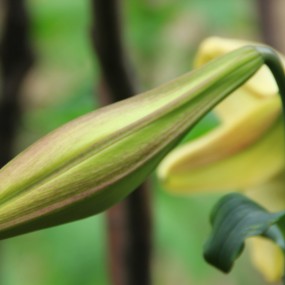 合花