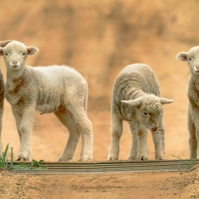 据说这是2015全球被点赞最多的照片