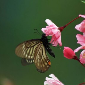 昆虫和花