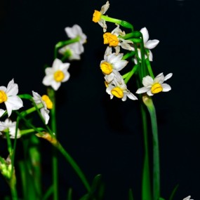 又一组水仙