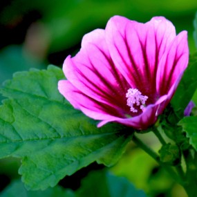 锦葵花