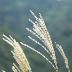 花草随拍