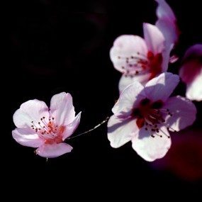 三月花