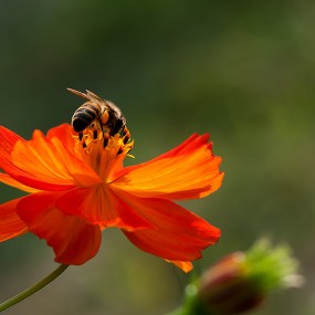 几片花花