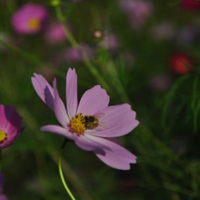 路边的格桑花