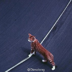 猎欲