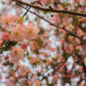 樱花樱花