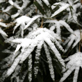 小区雪景随拍