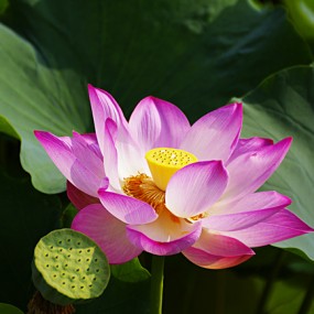 荷花