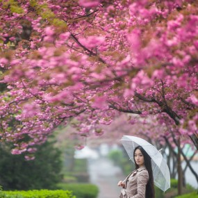 樱花树下