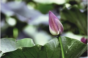 荷