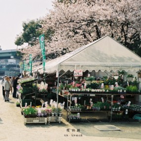 櫻的國