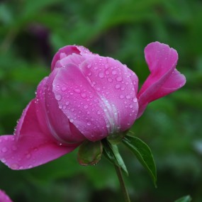 花红叶绿