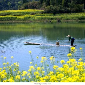 拍油菜花