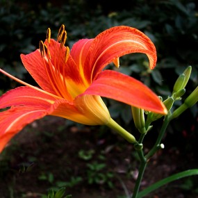 一组花卉