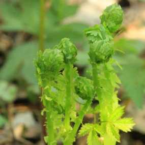 长白山山野菜