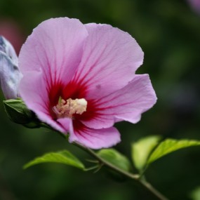 九月木槿花