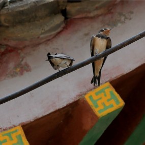 檐下燕语