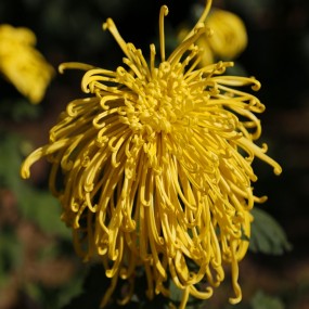 菊花随拍