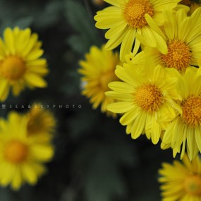 秋色菊花
