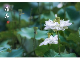 荷花
