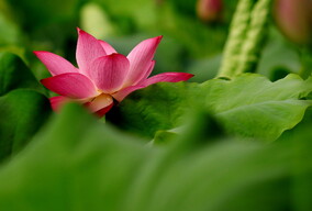 莲湖荷花 60622