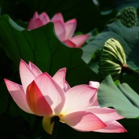片机赏荷