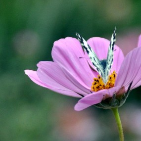 秋花