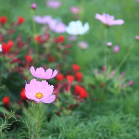 一组花卉