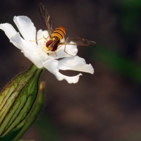 蜂与花