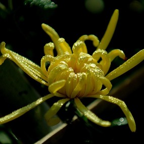 植物园菊展