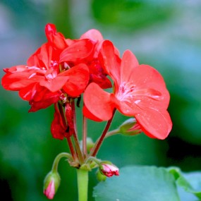 小红花