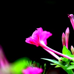 胭脂花