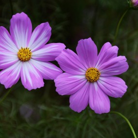 格桑花